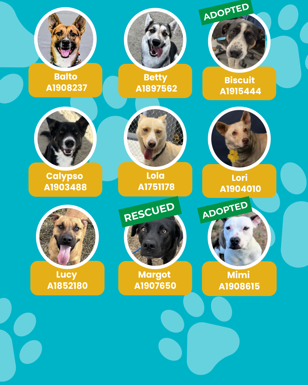 dogs