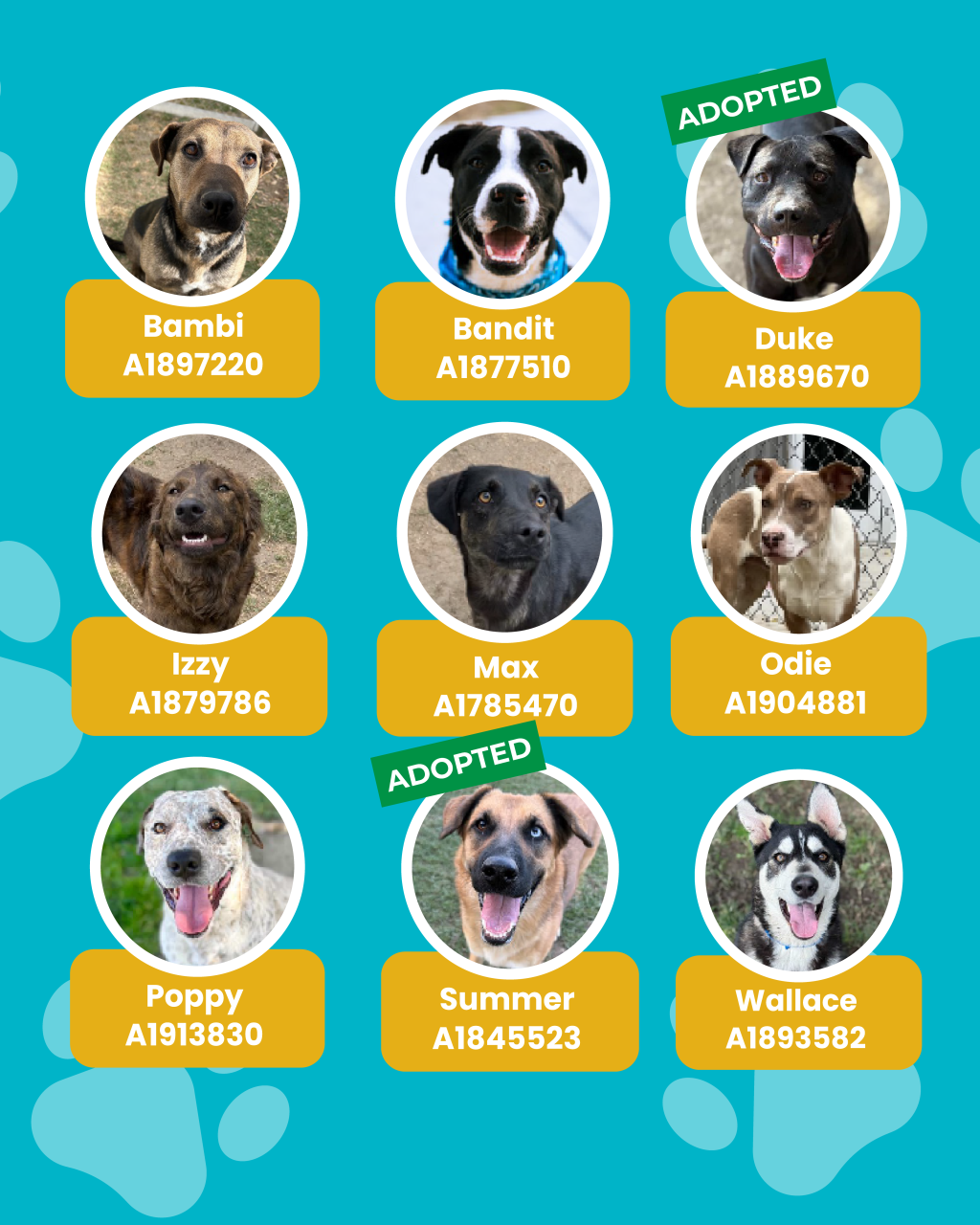 dogs