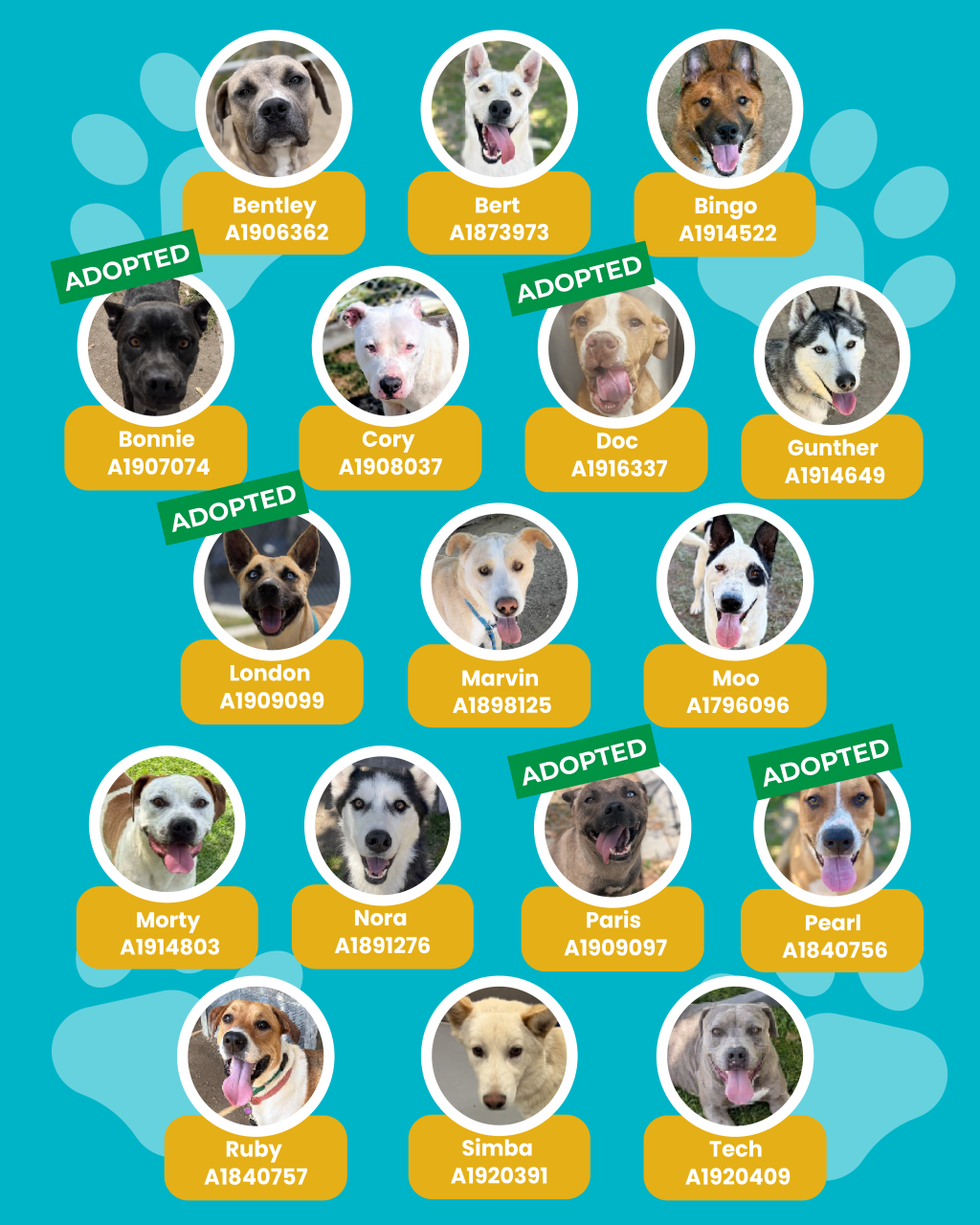 dogs
