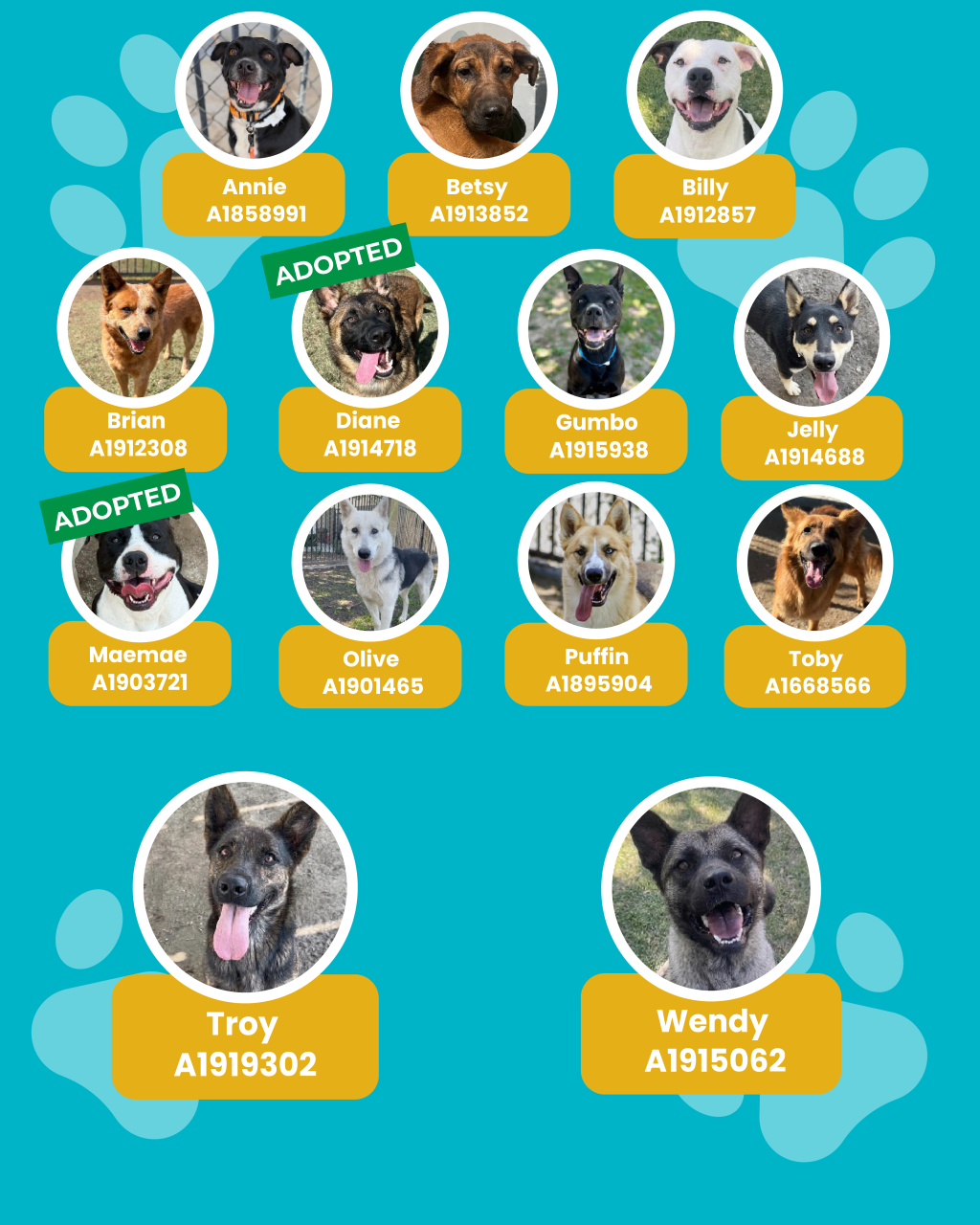 dogs