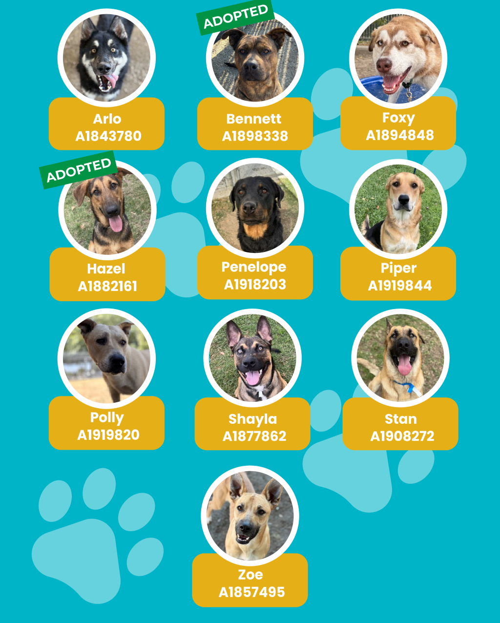 dogs