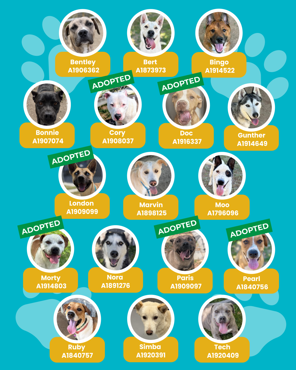 dogs