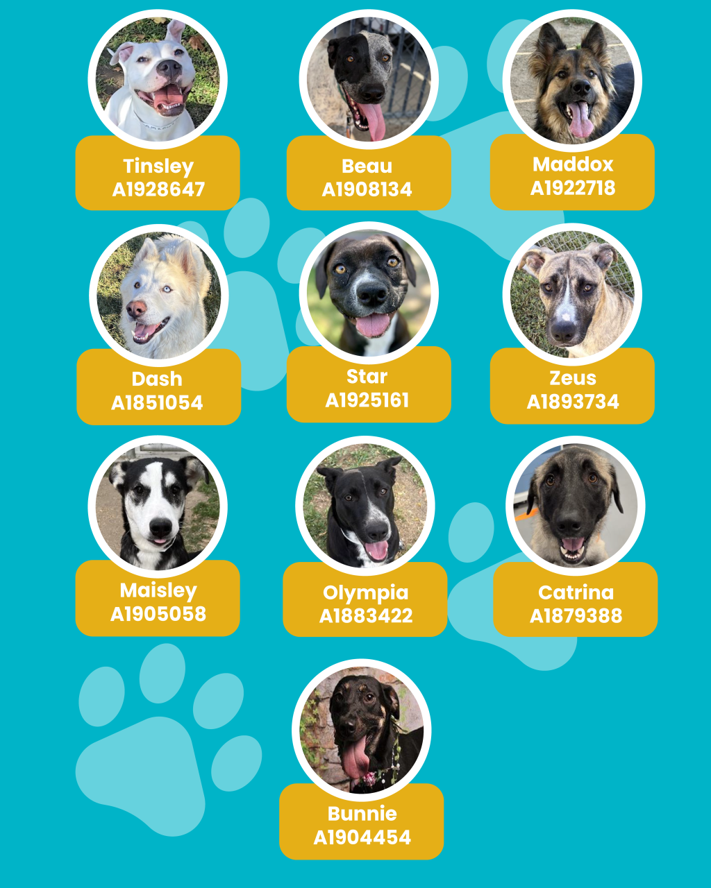 dogs