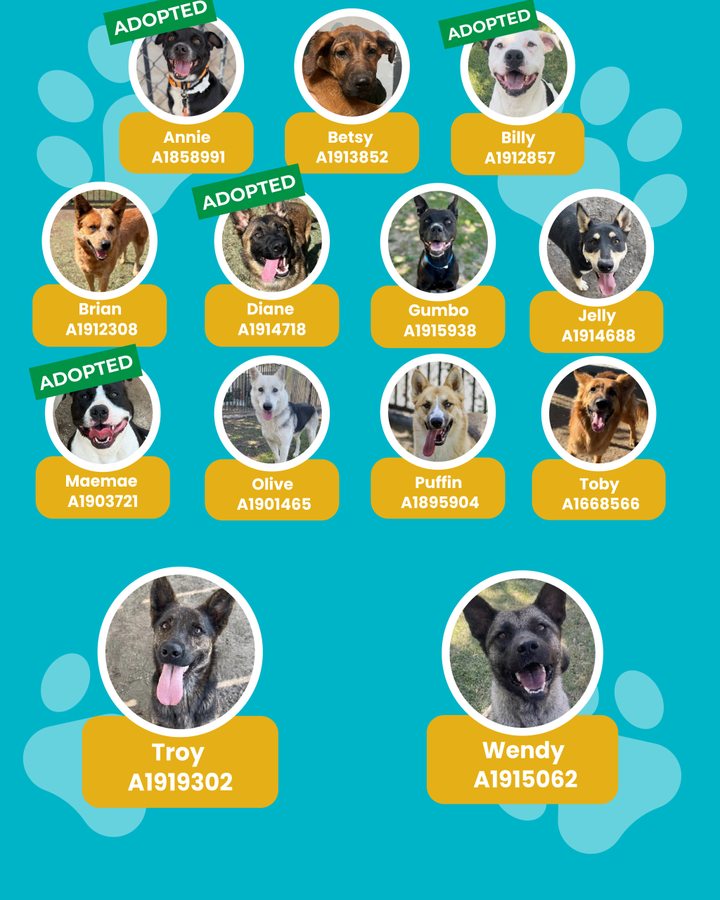 dogs