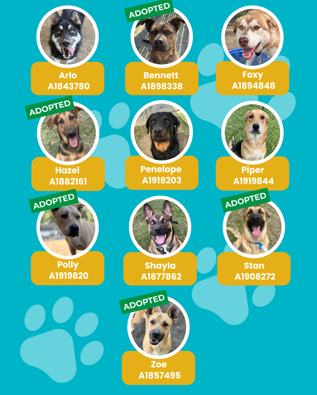 dogs
