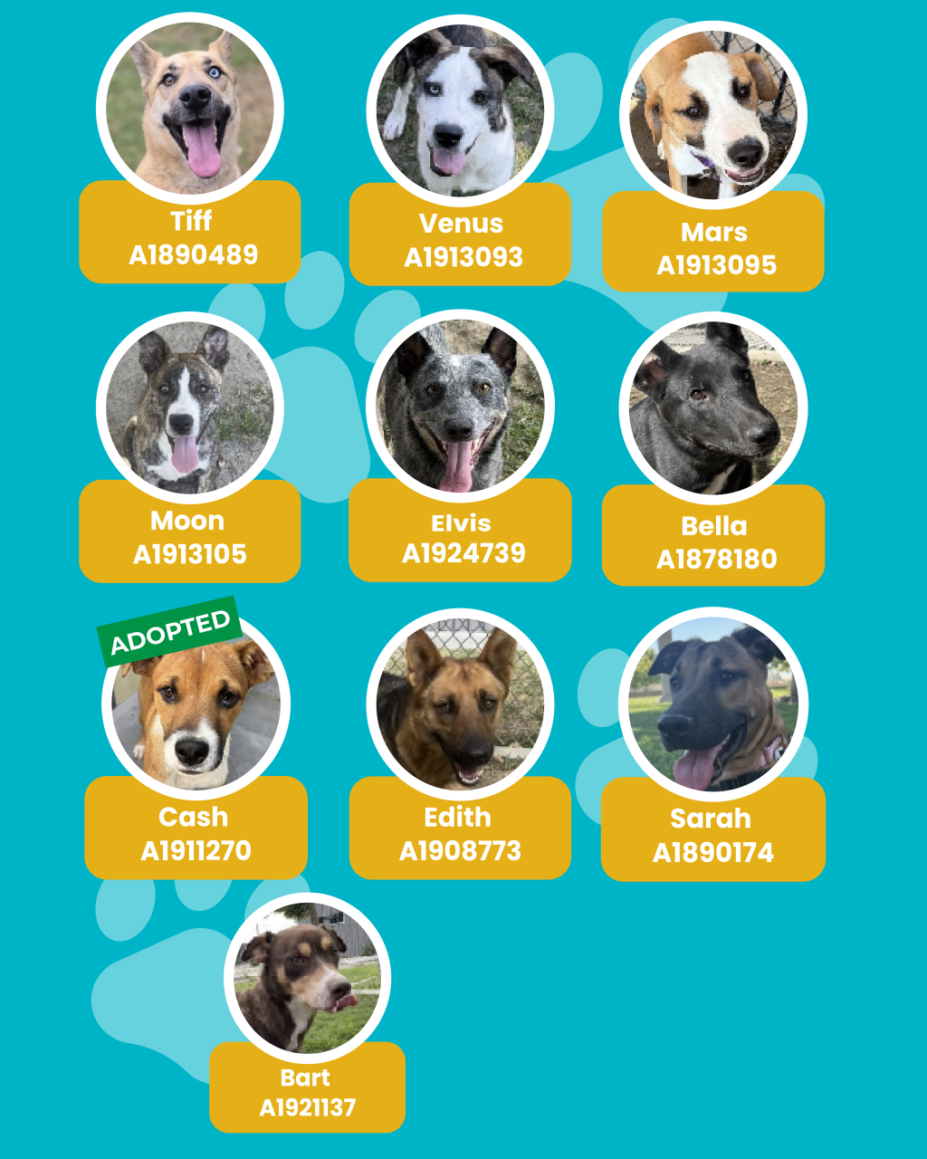 dogs
