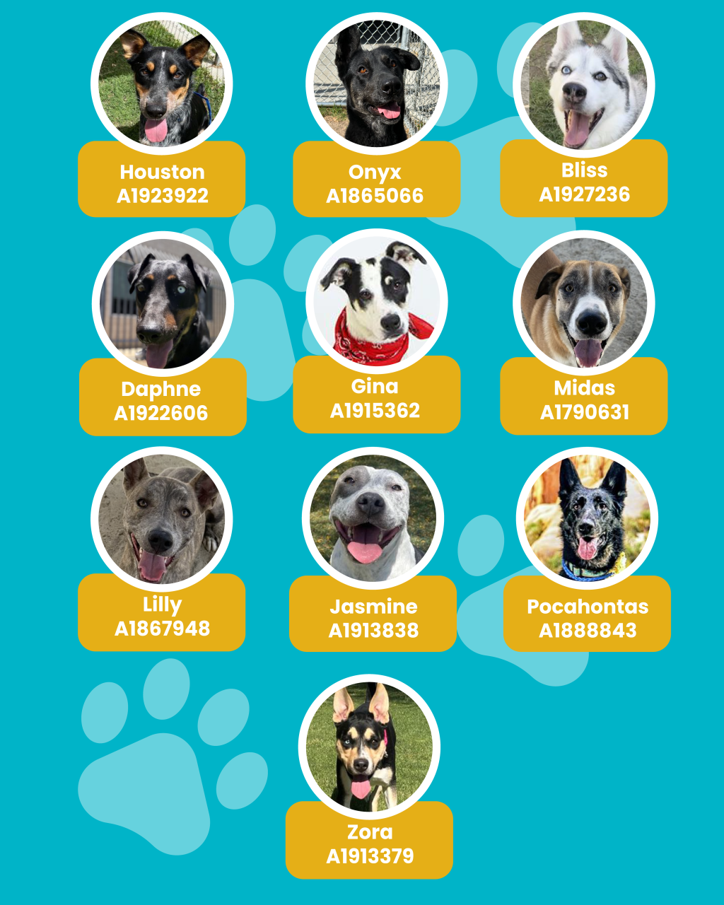 dogs