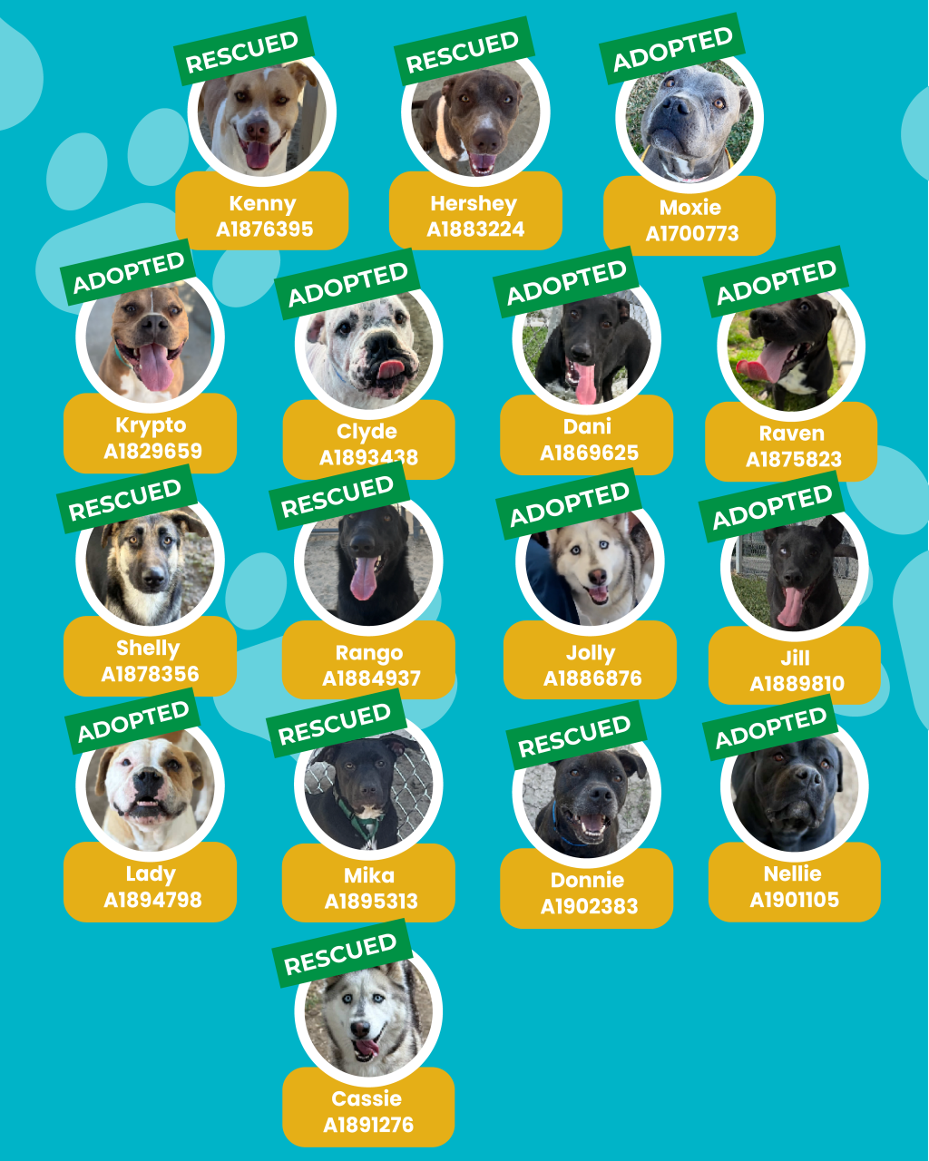 dogs