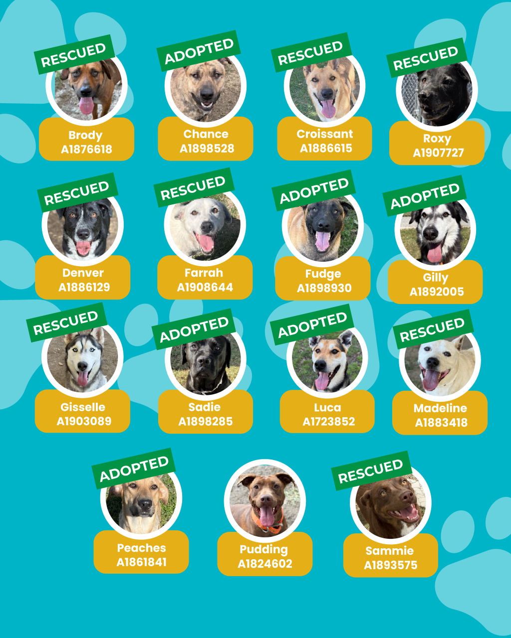 dogs