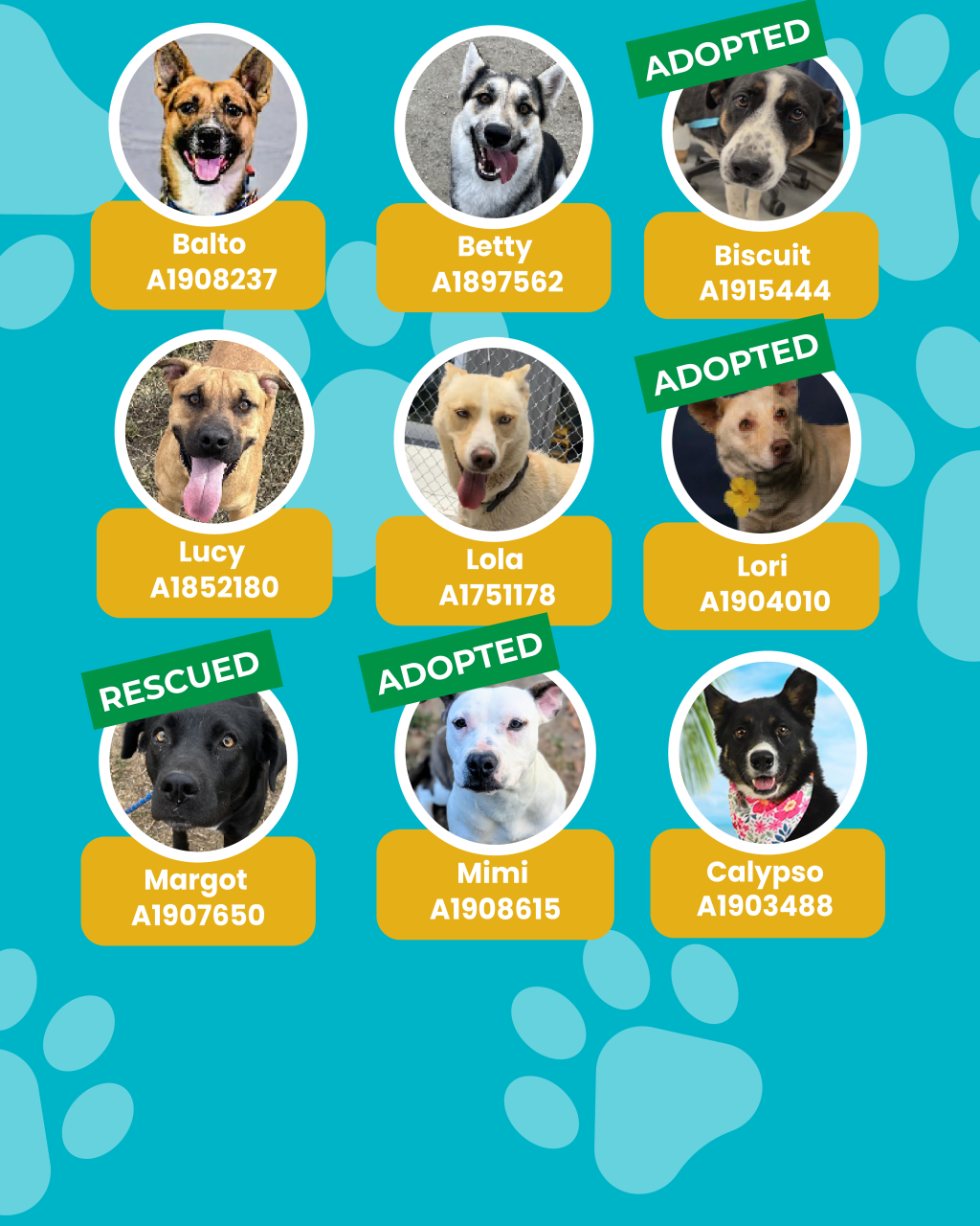 dogs