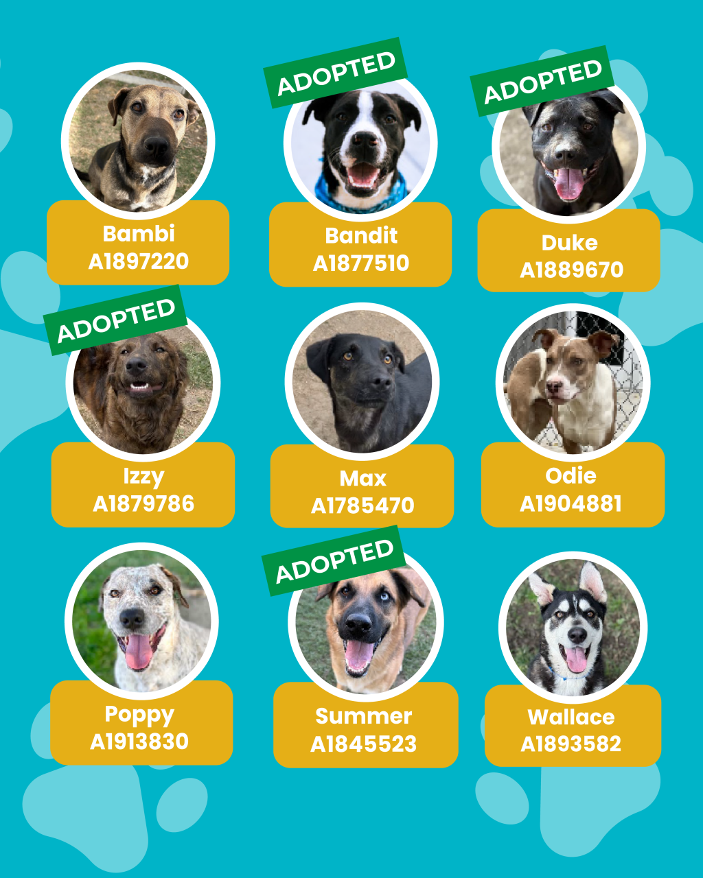 dogs