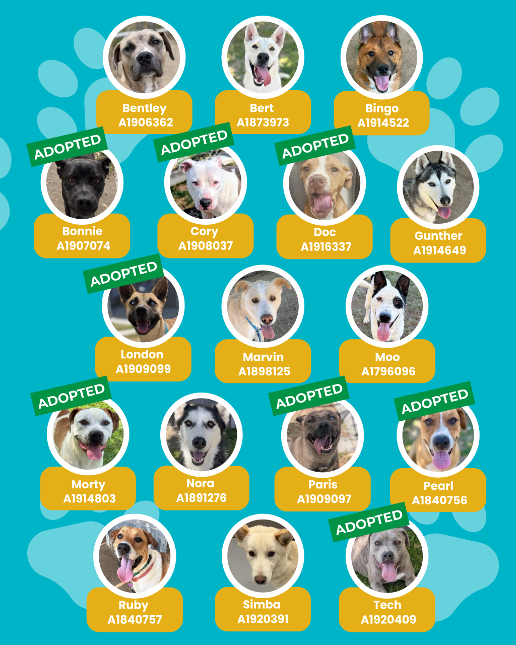 dogs