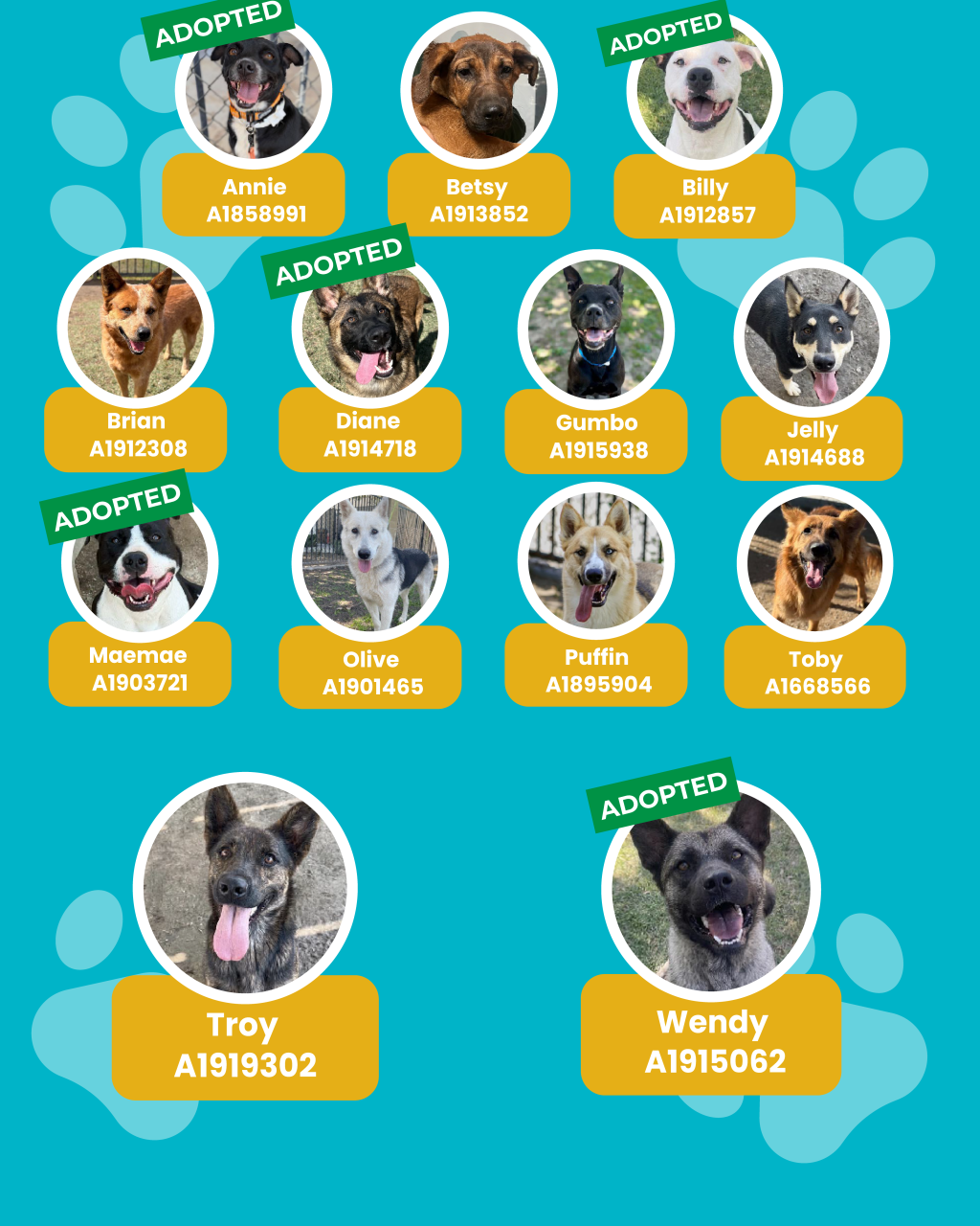 dogs