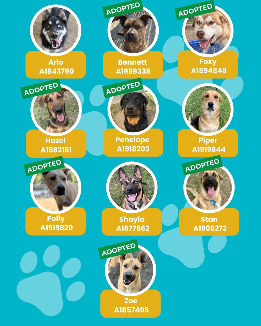 dogs