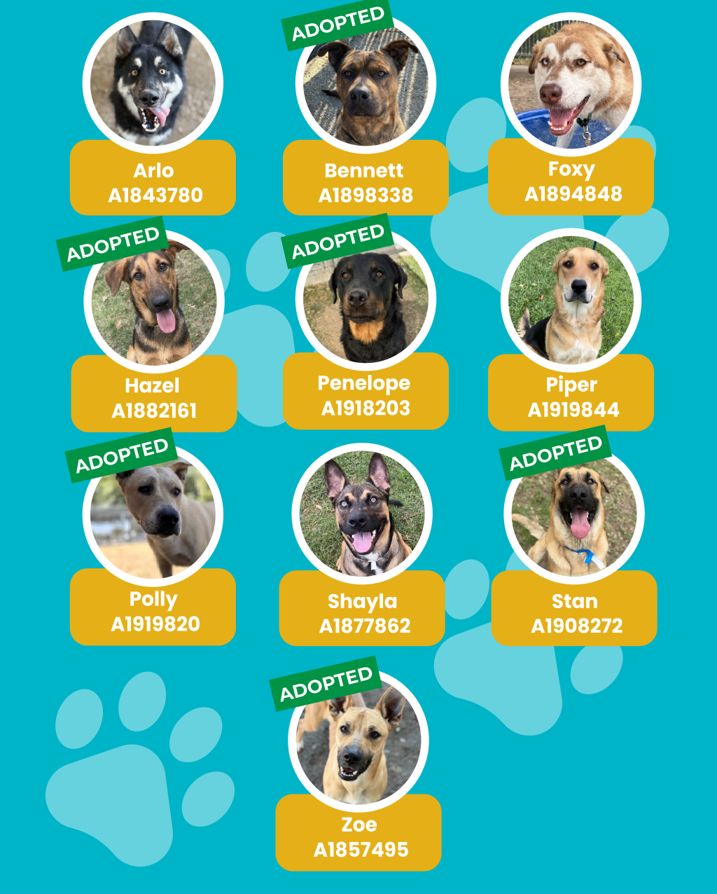 dogs