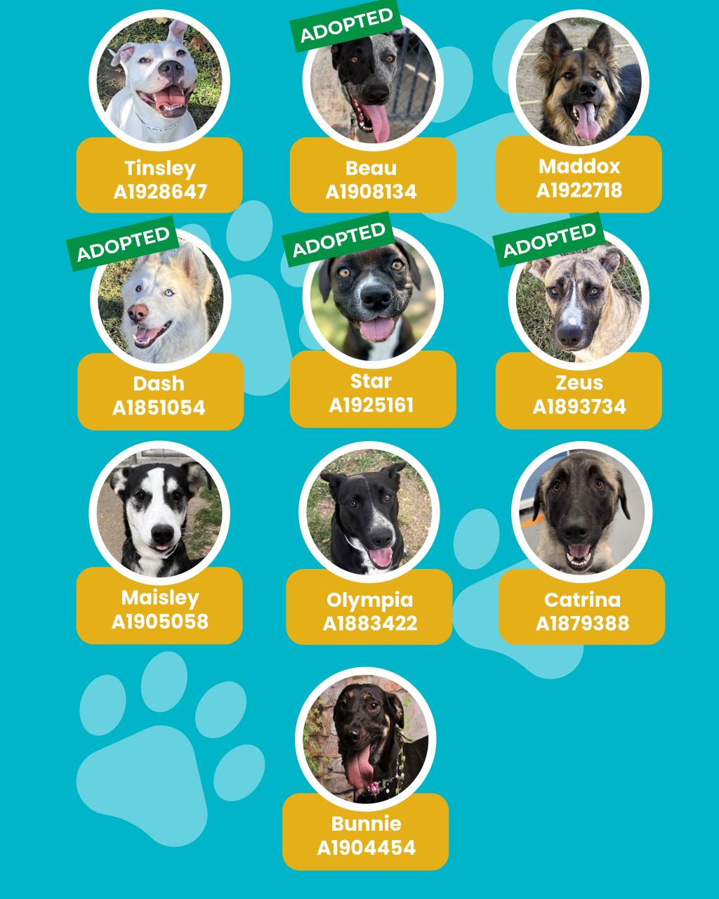 dogs
