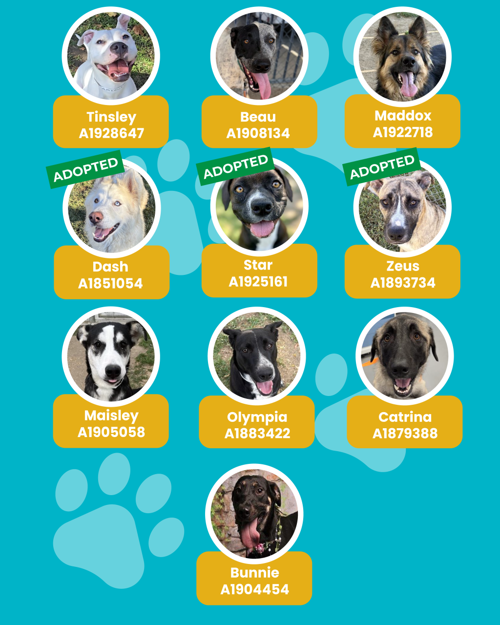 dogs