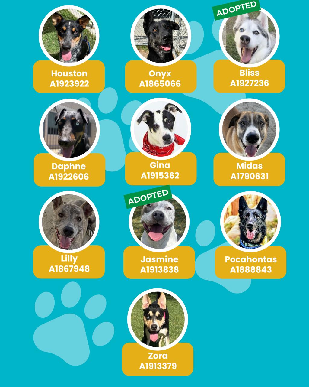 dogs