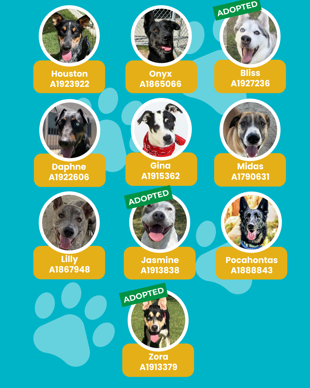 dogs