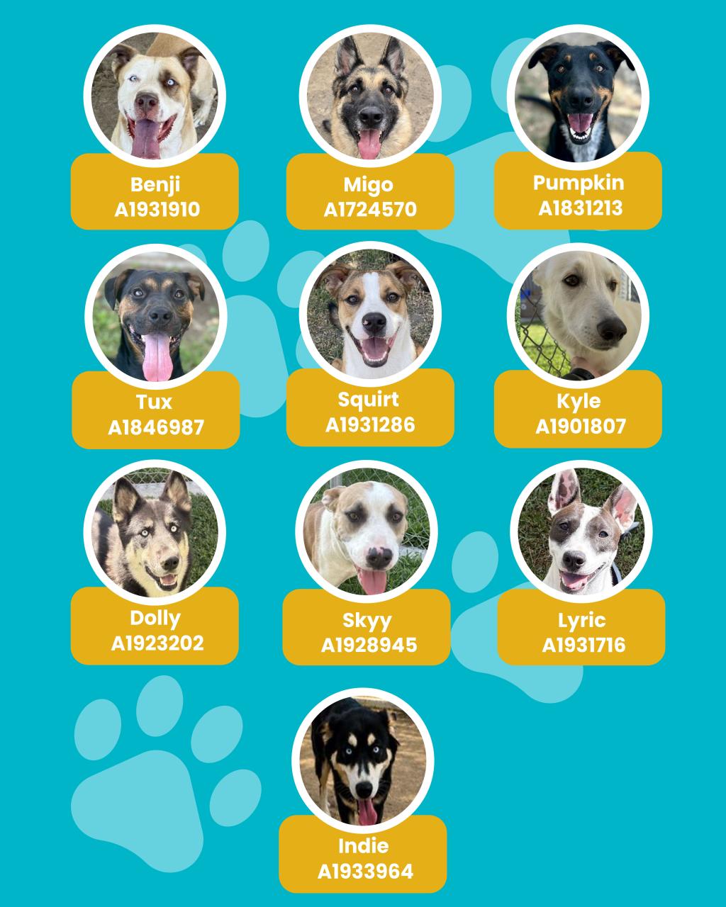 dogs