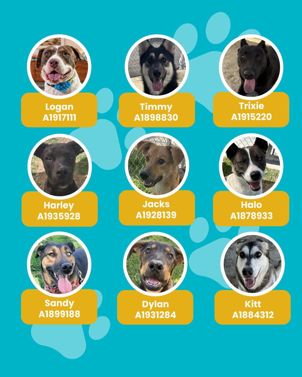 dogs