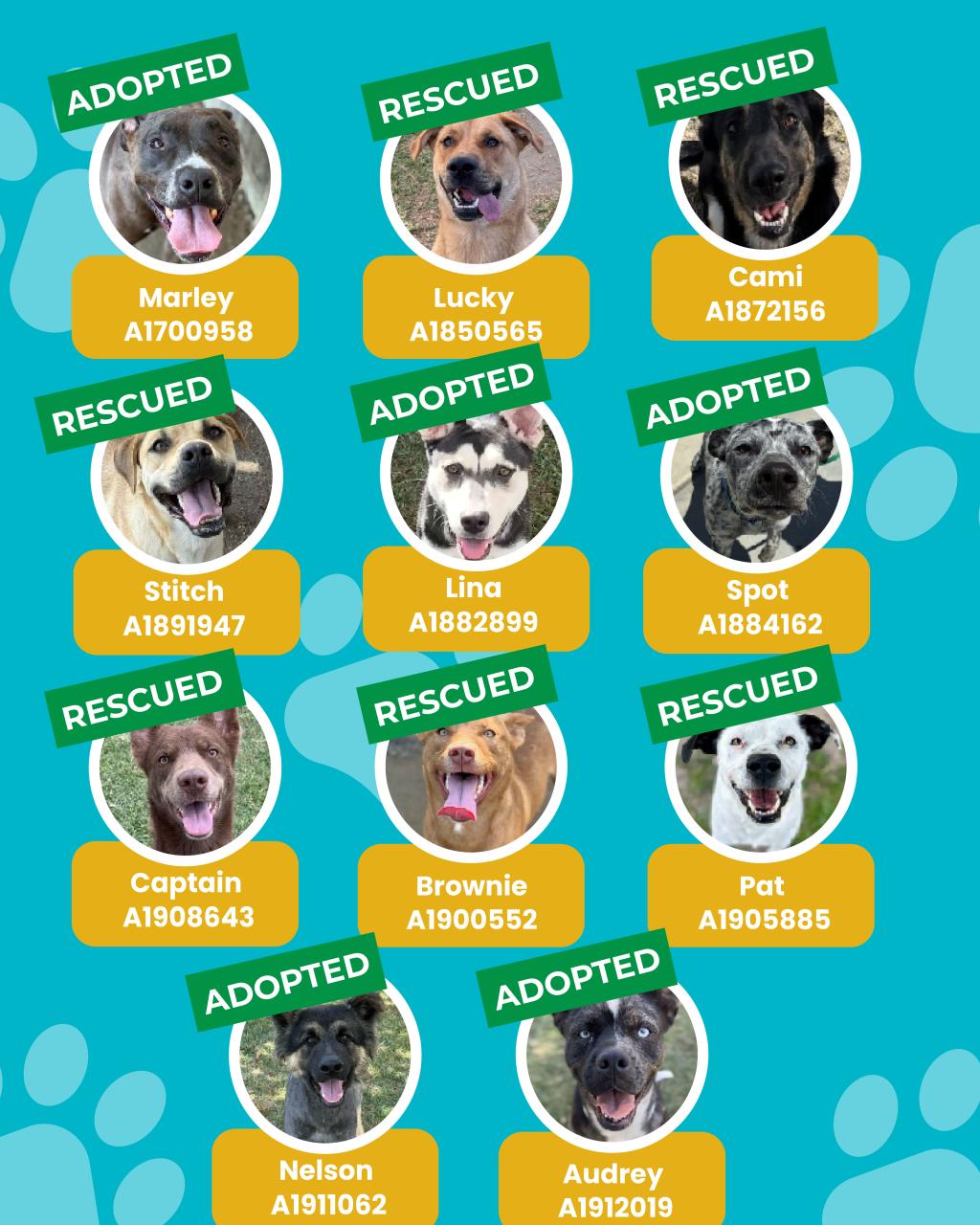 dogs