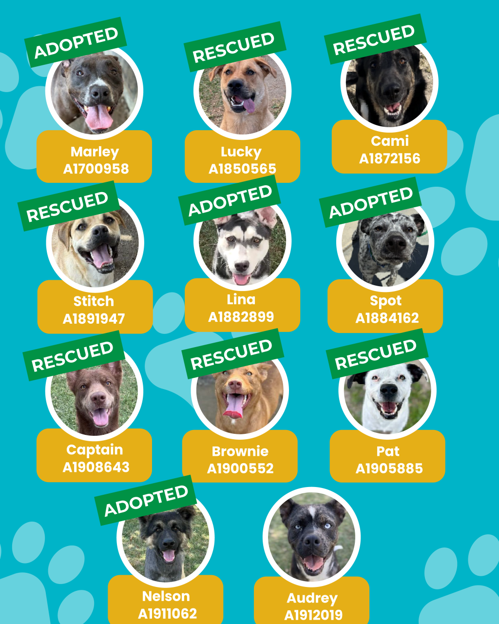 dogs