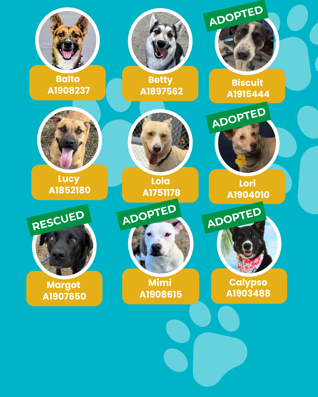 dogs