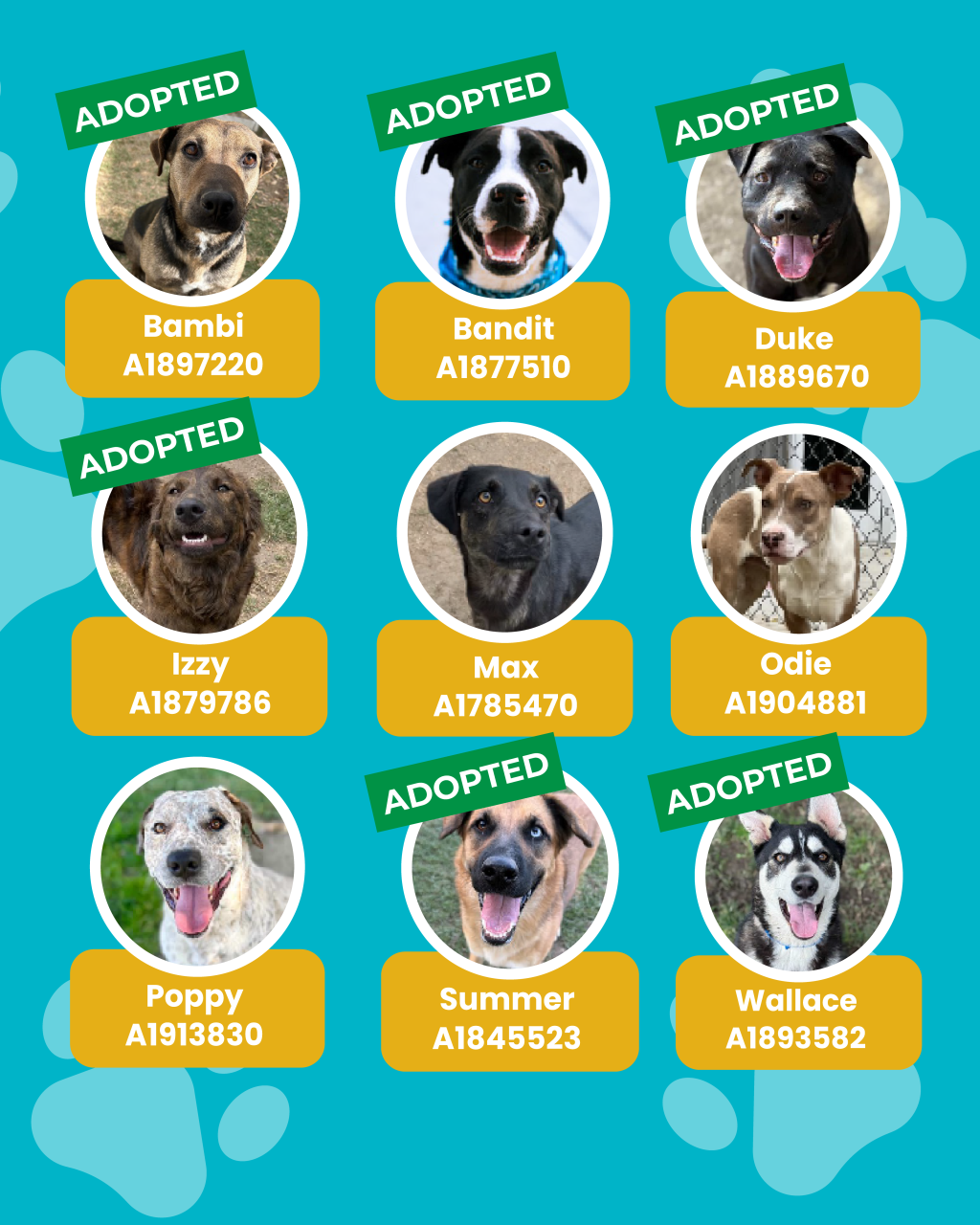 dogs