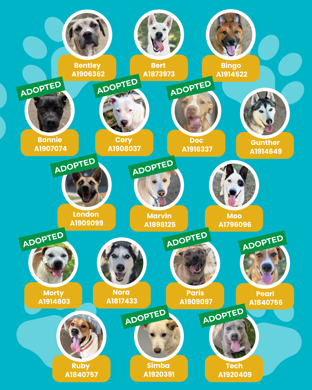 dogs