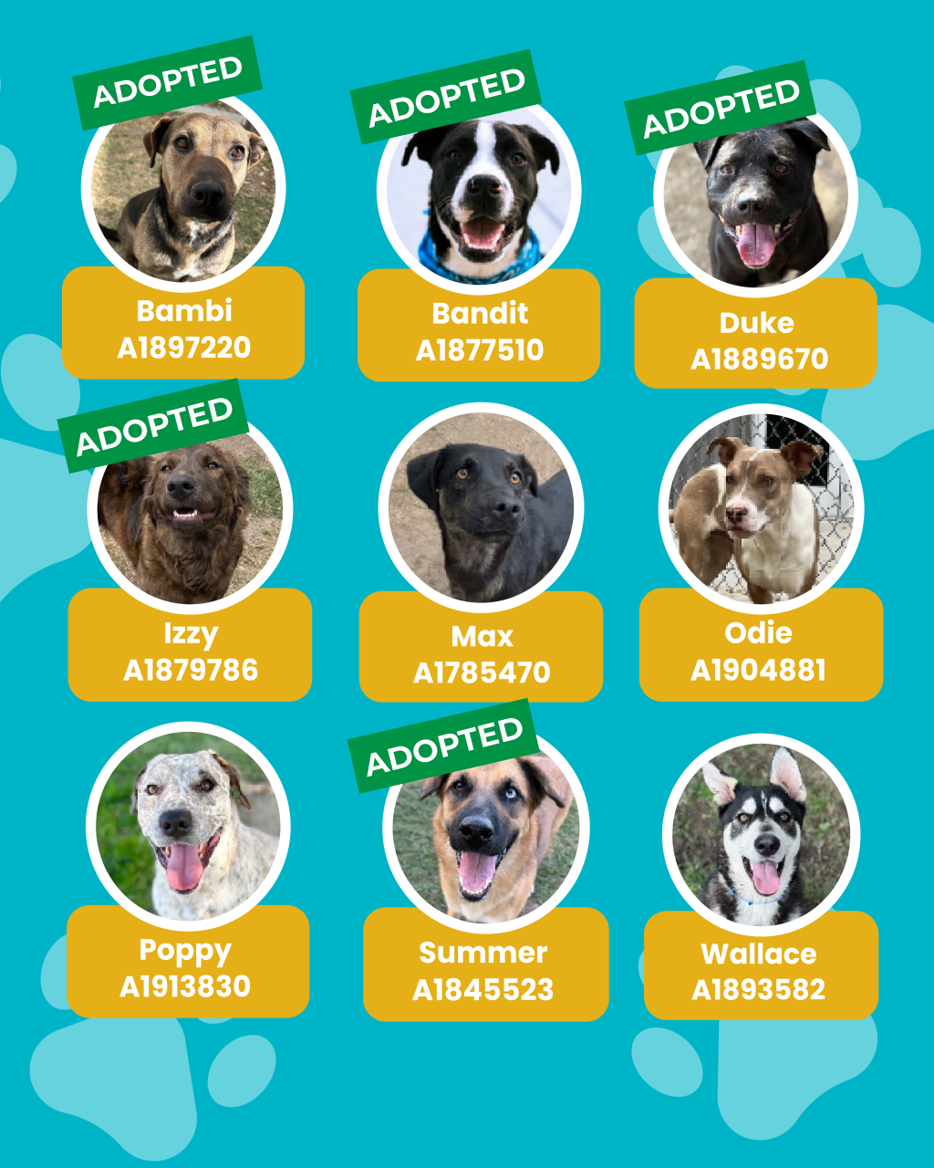 dogs