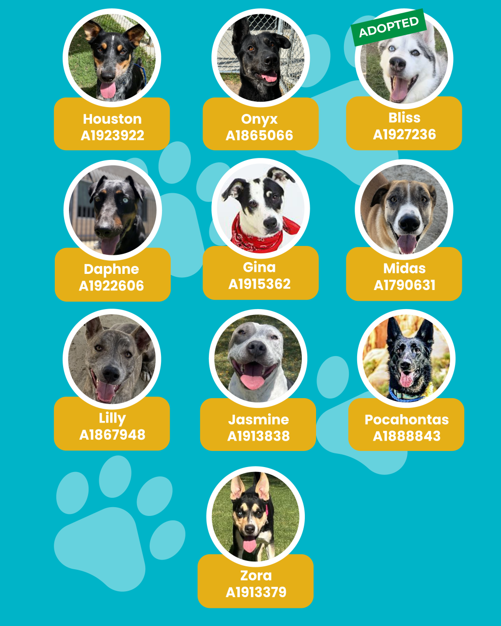 dogs