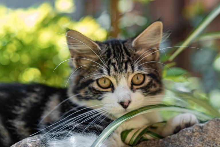 Grey and White Cat sitting outdoors surrounded by greenery