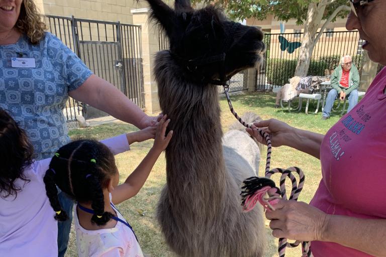 Girl petting an Alpaca 