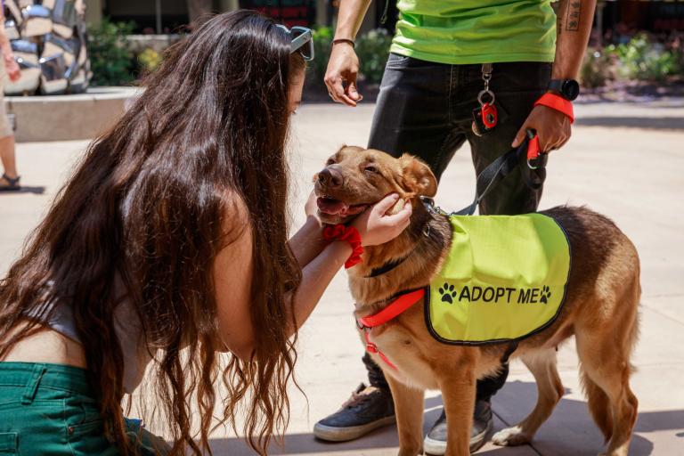 Woman petting a dog with an adopt me vest.