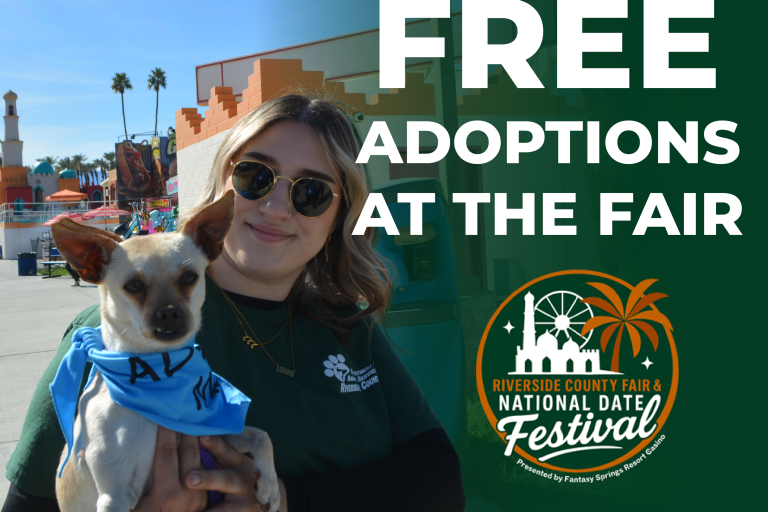Woman holding a small chihuahua. Text Reads "Free adoptions at the fair"