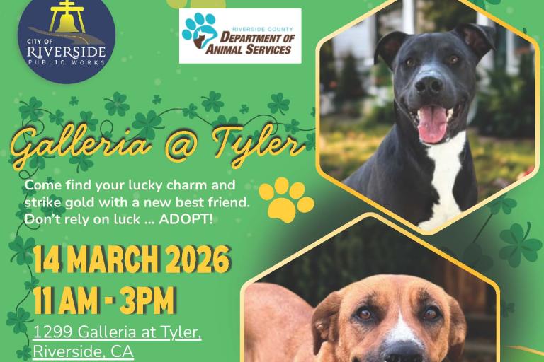 14 March Free Adoption Event