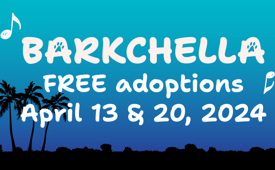 White Text Reading "Barkchella Free Adoptions April 13 and 20, 2024" on top of a blue background.