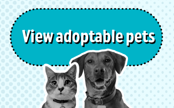 AdoptJurupa | Riverside County Department of Animal Services