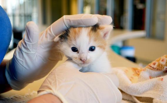 Small Orange and White Kitten being held by a volunteer wearing white gloves.