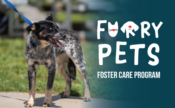 Photo of a dog with a blue gradient overlay. There is a logo that reads Furry Pets Foster Program on the right hand side of the photo.