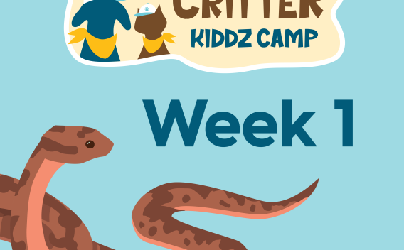 Thumbnail for Critter Kiddz Camp Week 1