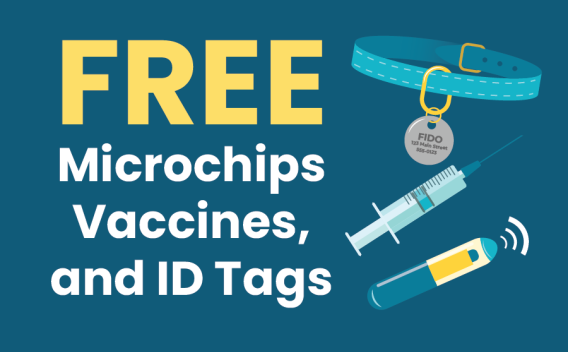 Thumbnail for Free Microchip, Vaccination and ID Tag Day