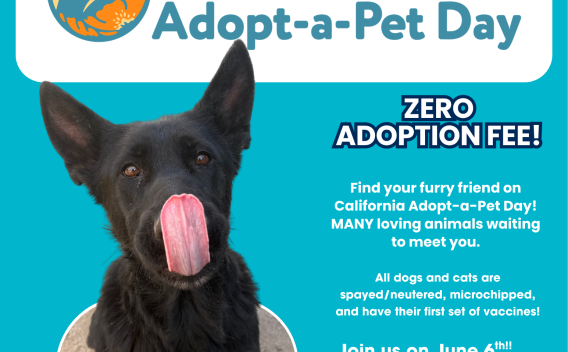 California Adopt a pet day graphic