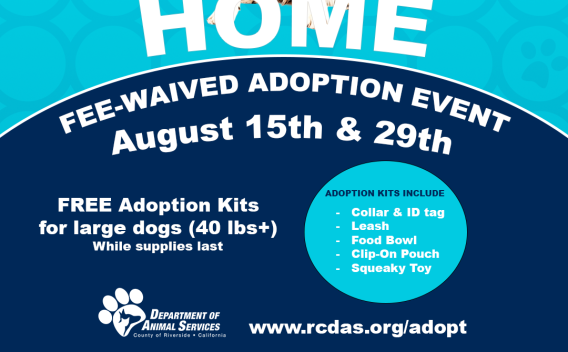 Large dog available for adoption at Go Big & Go Home event, August 15 and 29 — dogs 40+ lbs adopted these days receive a free Adoption Kit.