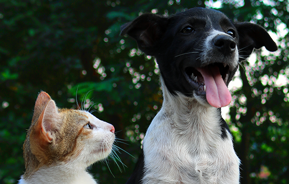 Outcomes | Riverside County Department of Animal Services