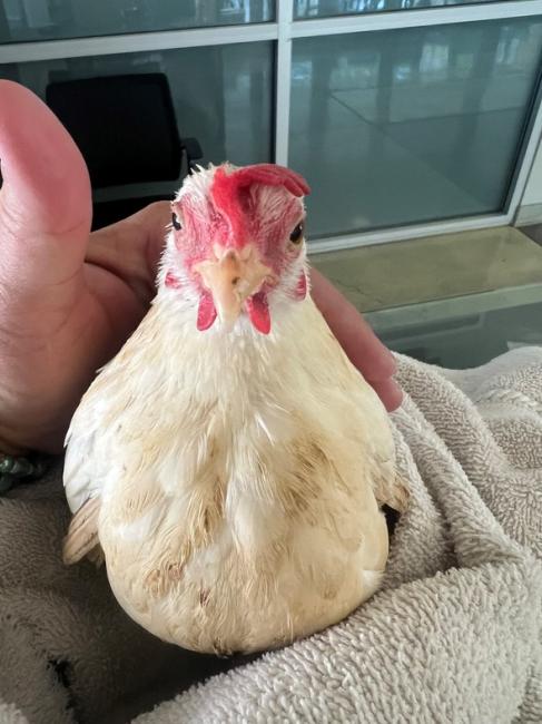 A picture of a rooster
