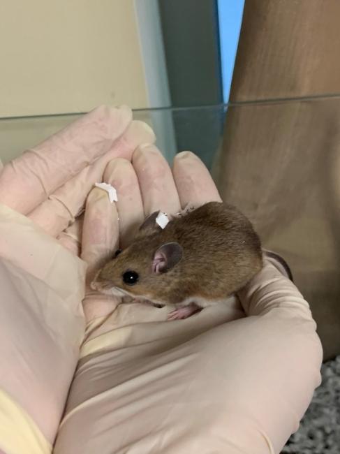 A picture of a rat