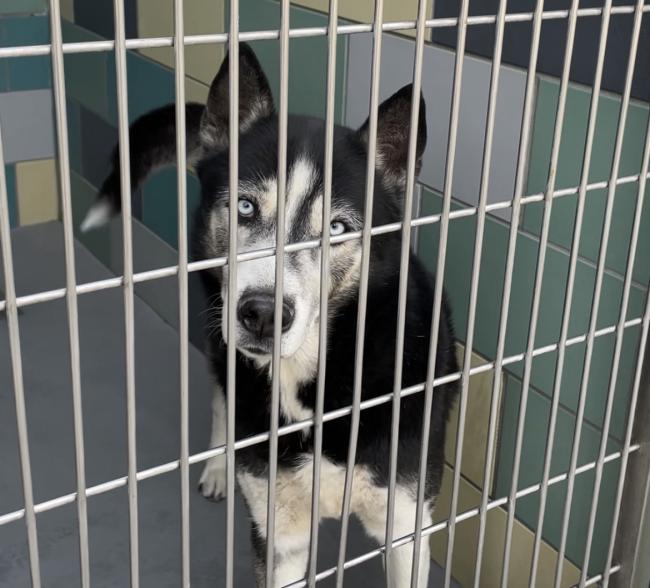 A dog in a shelter awaits a new loving foster home.