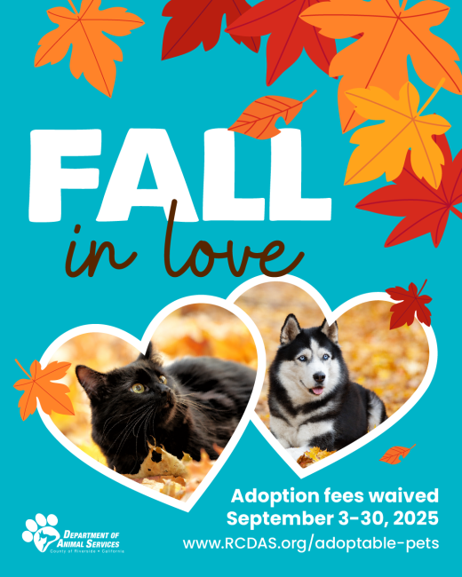 Fall in Love Social Media Flyer